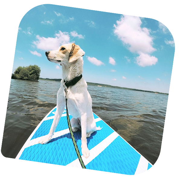 A rescued dog standing on a paddleboard out on the water