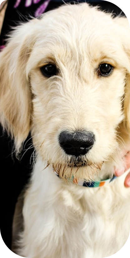 A fluffy rescue dog being held