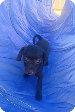 Black puppy sitting on a blue mat