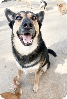 Dog smiling up at the camera outdoors