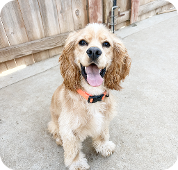 Cocker spaniel sitting outside smiling