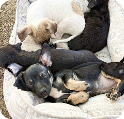 Litter of puppies snuggled together in a bed