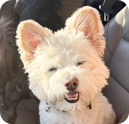 White terrier riding in a car